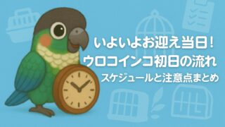 ウロコインコをお迎えする日の流れ|初日のスケジュールと注意点